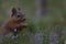 Red squirrel, Sciurus vulgaris, close up eating a nut around purple, flowering heather in the cairngorms NP, scotland, august.