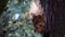 Red Squirrel, Sciurus vulgaris, eating, feeding, scratching in a pine tree, moray , scotland