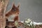 Red Squirrel (Sciurus vulgaris) in Falling Snow