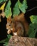 Red Squirrel, sciurus vulgaris, Female Eating Chestnut