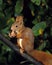 Red Squirrel, sciurus vulgaris, Female eating Chestnut