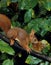 Red Squirrel, sciurus vulgaris, Female standing on Branch with Chestnut in Mouth