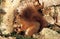 Red Squirrel, sciurus vulgaris, Male eating Chestnut