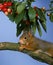 Red Squirrel, sciurus vulgaris, Male standing on Cherry Tree`s Branch