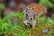 Red squirrel. Sciurus vulgaris. In the morning dew