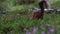 Red squirrel, Sciurus vulgaris, running, jumping, caching nuts, food amongs purple flowering heather during august in the cairngor