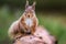 Red Squirrel sciurus vulgaris sittin on a log facing front