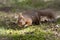 Red squirrel, Sciurus Vulgaris, sitting on ground near heather in the forests of cairngorms national, scotland