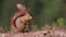 Red squirrel, Sciurus Vulgaris, sitting and walking along pine branch near heather in the forests of cairngorms national, scotland