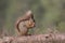 Red squirrel, Sciurus Vulgaris, sitting and walking along pine branch near heather in the forests of cairngorms national, scotland