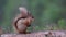 Red squirrel, Sciurus Vulgaris, sitting and walking along pine branch near heather in the forests of cairngorms national, scotland