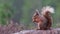 Red squirrel, Sciurus Vulgaris, sitting and walking along pine branch near heather in the forests of cairngorms national, scotland