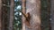 Red squirrel, Sciurus Vulgaris, sitting and walking along pine branch near heather in the forests of cairngorms national, scotland