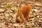 Red Squirrel Sciurus vulgaris and Snowdrops, Spring, the Royal Baths Park in Warsaw, Poland