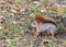 Red squirrel searches for food in autumnal park