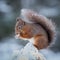 Red Squirrel searching for food