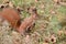 Red squirrel searching for nuts into the forest