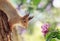 red squirrel sits on an apple tree among pink flowers in a warm spring garden