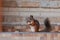 Red squirrel sits in front of wall and eats bread