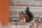 Red squirrel sits in front of wall and eats bread