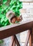 Red squirrel sits on hind legs on railing of veranda