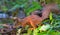 Red Squirrel sits on a mossy wood ground near a pond in forest