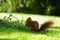 Red squirrel sits in the shade on a meadow and eats sunflower seeds