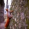 Red squirrel sits on tree trunk close up