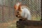 Red squirrel sitting and cracking seed at her home