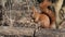 Red Squirrel sitting on a fence in Public Park Hasenheide in Berlin and eating