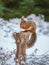 Red squirrel sitting on forest