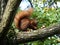 Red squirrel sitting on its hind legs eating nuts in a woodland forest