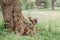 Red squirrel sitting on large thick tree on summer day outside in park