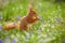 Red squirrel sitting spring flowers