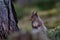 Red Squirrel sitting upright by base of pine tree.