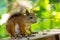 Red squirrel sitting watching warily on the roof of the house among the nuts