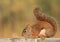 Red Squirrel Smelling Seeds