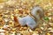 Red squirrel sniffing, looking for hidden food. Fluffy rodent in autumn forest