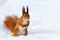 Red squirrel on the snow