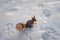 Red squirrel in the snow. Cold weather