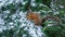 Red squirrel in snow covered pine tree