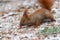 Red squirrel on snow eating a nut, winter