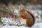 Red Squirrel in snow fall
