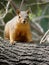 Red Squirrel in South Texas