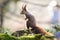 Red squirrel standing on green wood in autumn nature