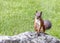 Red squirrel standing on grey stone against blurred green grass