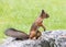 Red squirrel standing on stone on blurred green lawn background