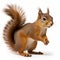 Red Squirrel Standing In Surprisingly Absurd Style By Wlad Safronow