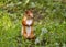 Red squirrel stands on the grass