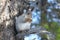 Red squirrel Sunny day on the branches in Siberia